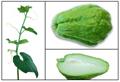 Sechium edule